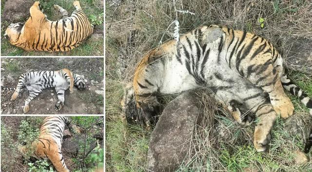 Mother Tiger and Four Cubs Found Dead in Male Mahadeshwara Hills
