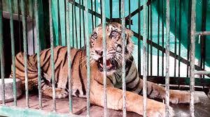 Day Hunt Ends: Kerala Forest Department's Major Success in Capturing Man-Eater Tiger..!