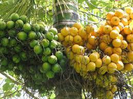    How to claim Weather-Based Crop Insurance .. !