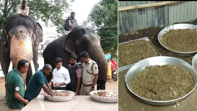 ಮೈಸೂರು ದಸರಾ ಜಂಬೂ ಸವಾರಿಗೆ ಗಜಪಡೆ ಸಿದ್ಧ: ಭೀಮನಿಗೆ ಪೌಷ್ಟಿಕ ಆಹಾರದ ರಾಜಾತಿಥ್ಯ..!