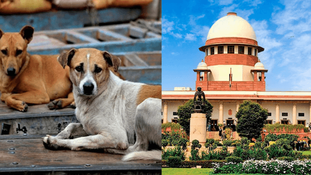 ದೆಹಲಿ-ಎನ್‌ಸಿಆರ್ ಬೀದಿ ನಾಯಿಗಳ ಕುರಿತು ಇಂದು ಸುಪ್ರೀಂ ಕೋರ್ಟ್ ಮಹತ್ವದ ತೀರ್ಪು..!