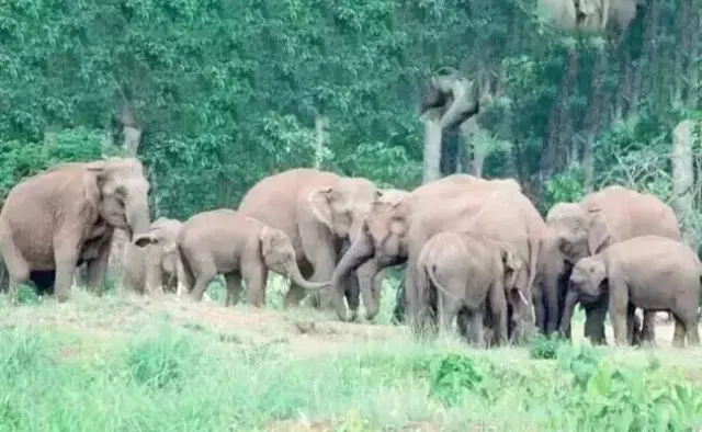 Herd of Wild Elephants Camp in Front of House in Gonibeedu – Panic Grips Chikkamagaluru Villages..!