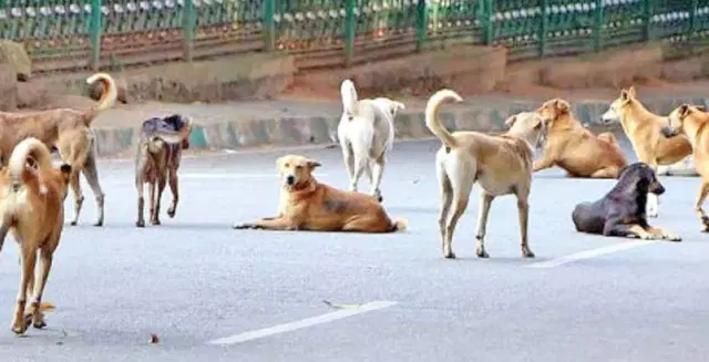 ಬೆಂಗಳೂರು ವಿವಿಯಲ್ಲಿ ಬೀದಿ ನಾಯಿಗಳ ದಾಳಿ:ಜನರಲ್ಲಿ ಆತಂಕ, ಸರ್ಕಾರಕ್ಕೆ ಕರೆ..!