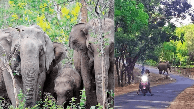 ಕಿಶೋರ್‌ ಕುಮಾರ್‌ ಪುತ್ತೂರು: ಕಾಡಾನೆ ಅಟ್ಟಹಾಸ ತಡೆಗಟ್ಟಲು ತಕ್ಷಣ ಕ್ರಮ ಕೈಗೊಳ್ಳುವಂತೆ ಒತ್ತಾಯ.!