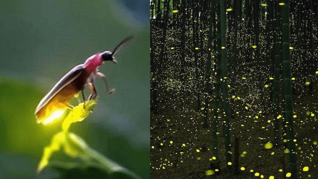 Earth’s Stars Are Fading – We May Be the Last Generation to See Fireflies