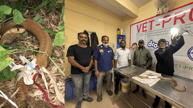 Cobra Rescued in Hesaraghatta: Successful Surgery Performed on the Injured Snake