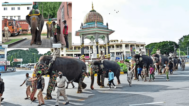 Mysuru: Dasara Elephants’ Weight Test: Bhima Secures First Place as Heaviest Elephant at 5,465 kg
