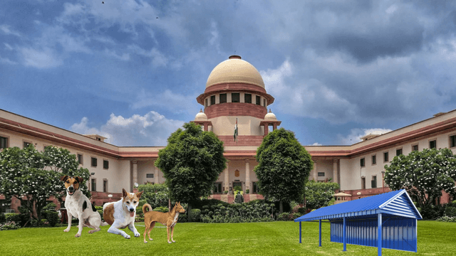 All Stray Dogs to Be Sheltered: Supreme Court Issues Significant Order