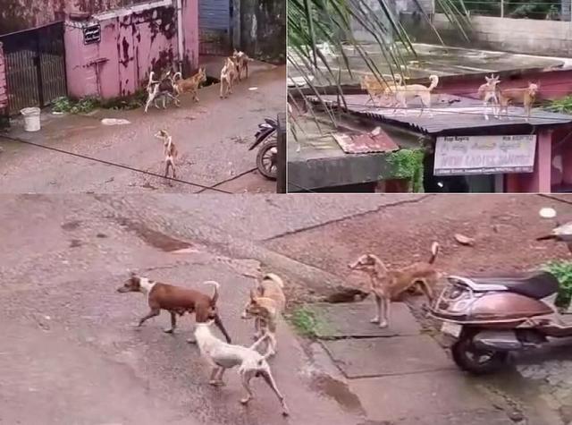 Over 15 People Attacked by Stray Dogs: Rising Panic Among Public in Bhatkal