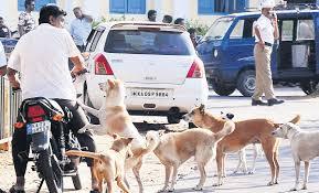 Rise in Stray Dog Bite Cases in the City – Alert! Be Cautious!