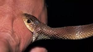 Snake dies after biting a young man.