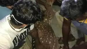 ಸಕಲೇಶಪುರದಲ್ಲಿ ಬೀದಿ ನಾಯಿಗಳ ದಾಳಿಗೆ ಜಿಂಕೆ ಬಲಿ..