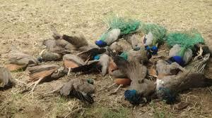 Mysterious Death of 19 Peacocks in Tumakuru Sparks Concern