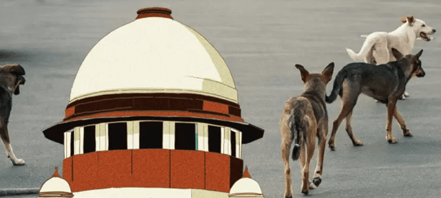 Supreme Court Temporarily Halts Order to Relocate Delhi's Street Dogs.!