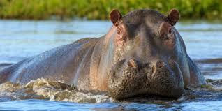 Hippopotamus – The Third Largest Land Mammal: Herbivore or Carnivore? How Much Do You Know About This Mighty Animal?
