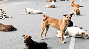 Dog Bites and Rabies Leading to Deaths of Children and the Elderly! Supreme Court Takes Suo Motu Cognizance!