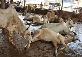 Innocent animals fall victim to someone's hatred..?