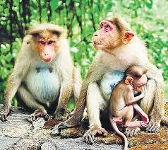 After Tiger Killings, Now a Series of Monkey Deaths