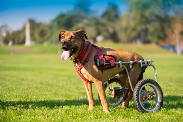 May 3 - National Specially-Abled Pets Day  /  World Press Freedom Day