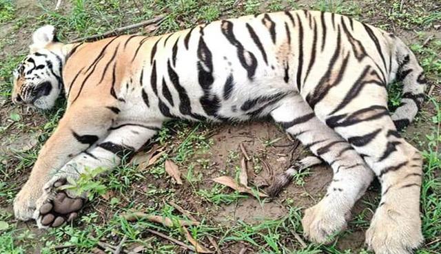 Chamarajanagar Tiger and Cubs Death: Poisoning Suspected as Probe Reaches Crucial Stage!