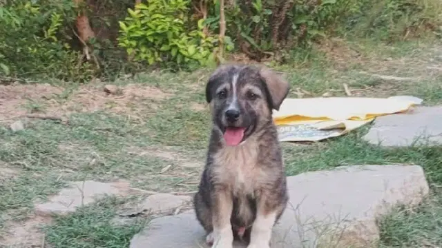 Himachal Pradesh Landslide: Pet Dog ‘Rocky’ Saves 63 Lives