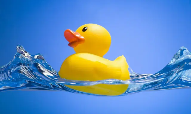 National Rubber Ducky Day / National Sticker Day