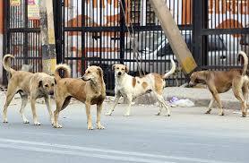  Chicken Rice Fortune for Stray Dogs: Tender Process Restarted  