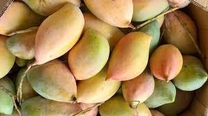 Totapuri Mango Gets ₹1,616 Support Price: Relief Announced for Farmers as Prices Crash, MIP Declared for 2.5 Lakh Tonnes