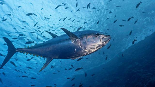 May  2nd  – Tuna Day