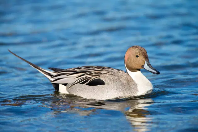 World Waterfowl Day / Birth Anniversary of Shri Krishna Devaraya